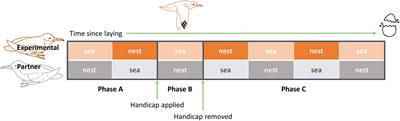 Responses of Manx Shearwaters to Handicapping and Its Implications for the Coordination of Care